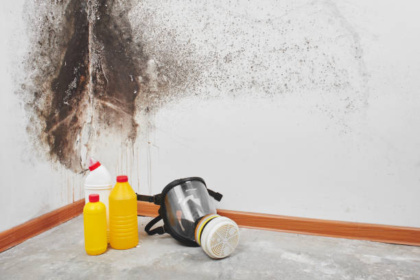 Best Mold Remediation for Specific Building Types in Lacey, WA