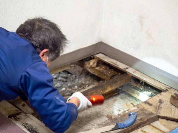 Best Attic Mold Remediation in Lacey, WA