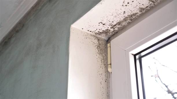 Best Emergency Mold Remediation in Lacey, WA