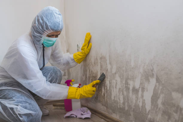 Best White Mold Remediation in Lacey, WA