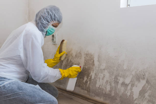 Best Post-Flood Mold Remediation in Lacey, WA