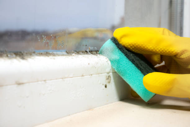 Professional Mold Remediation in Lacey, WA