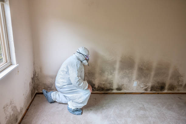 Best Health and Safety Mold Remediation in Lacey, WA