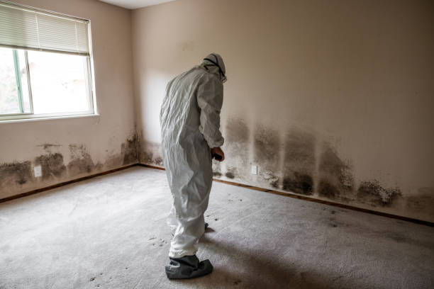 Best Commercial Mold Remediation in Lacey, WA