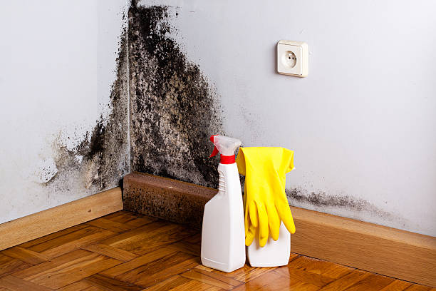 Best Bathroom Mold Remediation in Lacey, WA