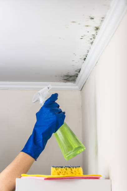 Best Residential Mold Remediation in Lacey, WA